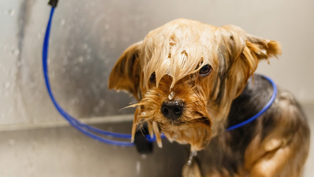 The Role of Grooming in Overall Pet Safety